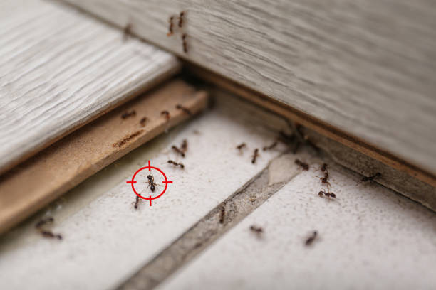 Best Wasp Removal Services  in Oakfield, WI